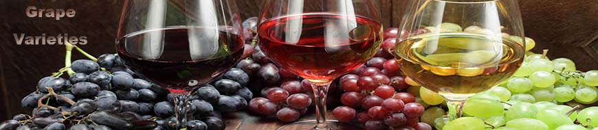 Wine Grape Varieties